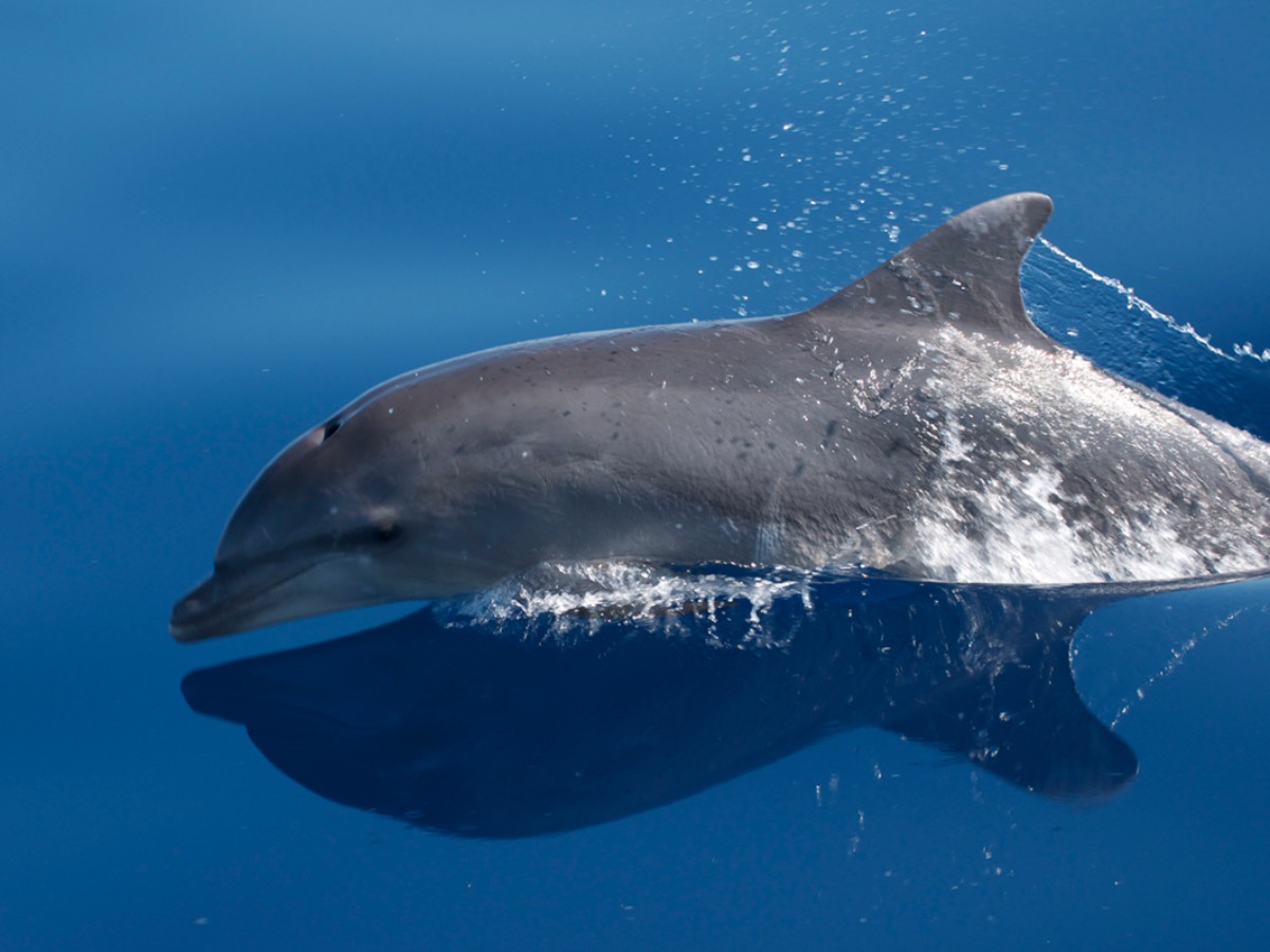 Il Centro Centro Ricerca Cetacei Il Centro Centro Ricerca Cetacei